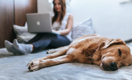 dog sleeping in foreground with girl on laptop behind